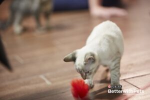 kitten with toy