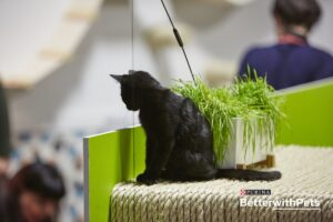 tiny black kitten on sisal furniture