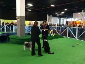 dog ring with trainer