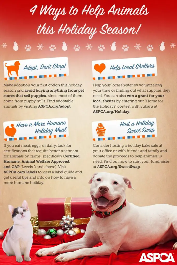 4 ways to help animals this holiday season
