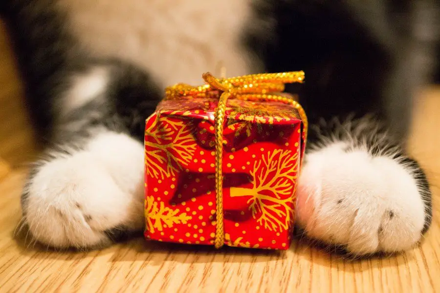 cat with a present between its paws