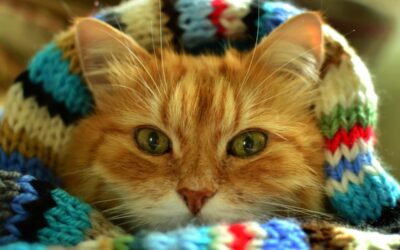 4 EASY WAYS TO HELP CATS THIS HOLIDAY SEASON FROM THE ASPCA