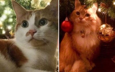 CATMAS 2015 – A SLIDESHOW