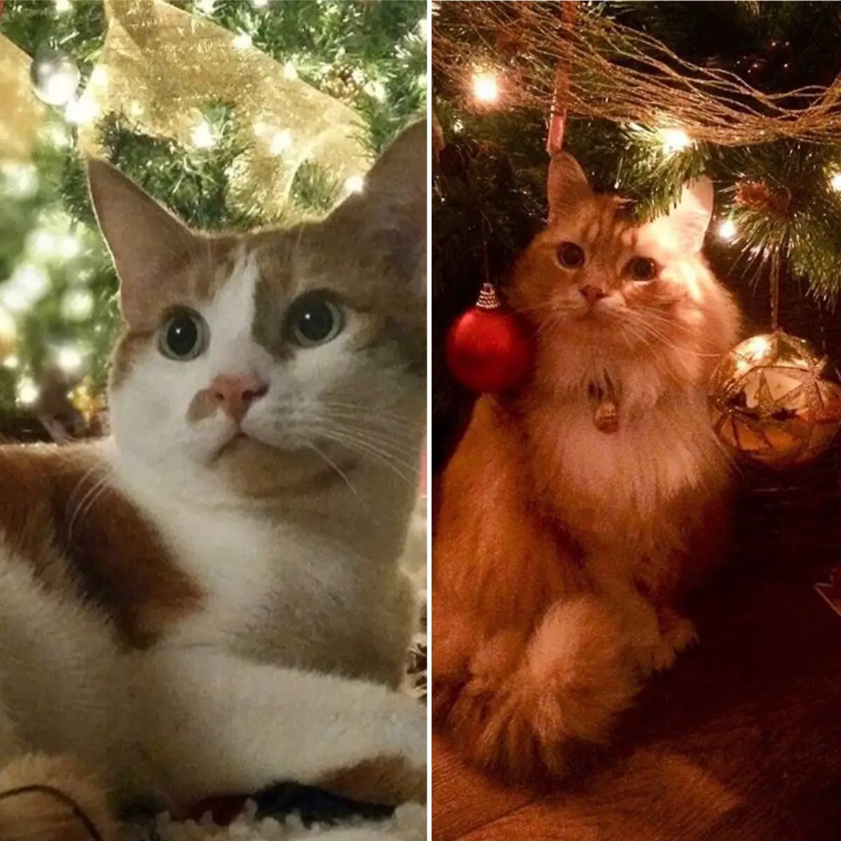 Montage of Cats Celebrating Catmas