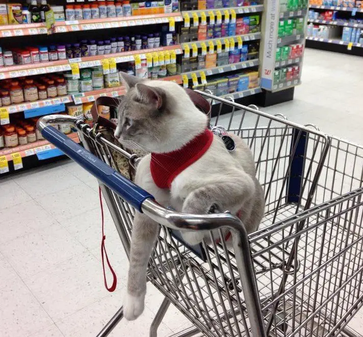 Symie the service cat in shopping cart