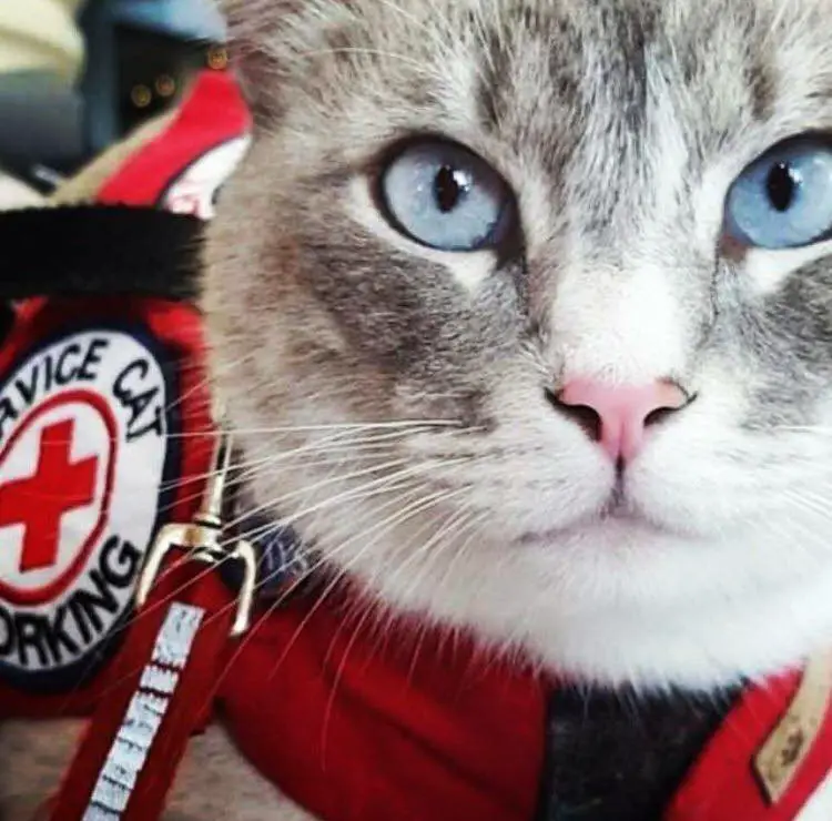 Cat emotional support animal vest sale