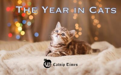 THE YEAR IN CATS – 2015