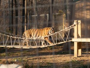 Tiger trying out the bridge for the first time.