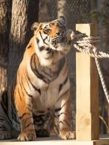 tiger rubbing face on robe