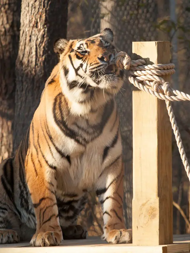 TIGERS ENJOY GIANT CAT BRIDGE The Catnip Times