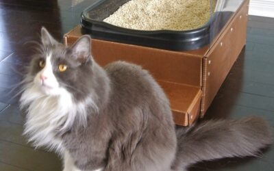 NEW LITTER BOX USES SAFFLOWER SEEDS AS LITTER