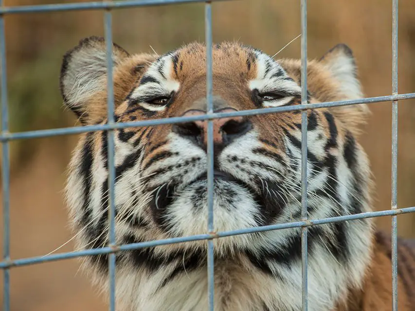 Tiger looking through fence