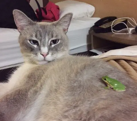 Symie service cat unphased by a frog
