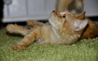 CAT LOCKED IN BIRD CAGE, RESCUED