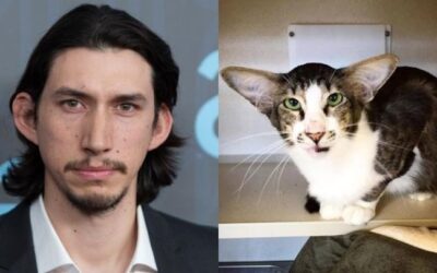 EXCLUSIVE CAT-TO-CAT INTERVIEW WITH KYLO REN