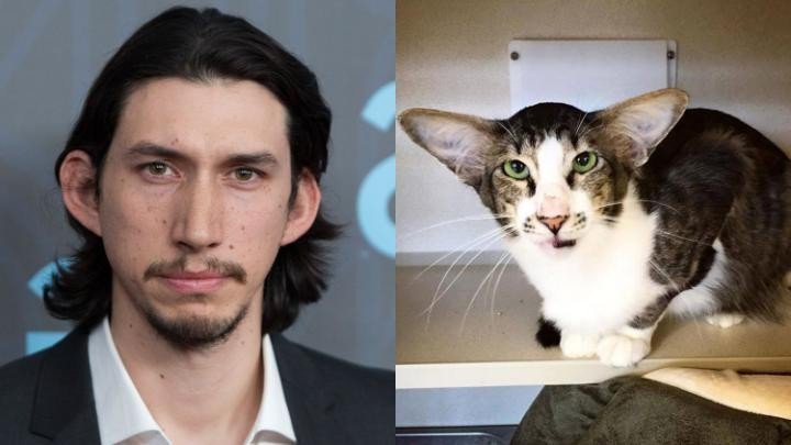 Kylo Ren the Cat Looks like Adam Driver