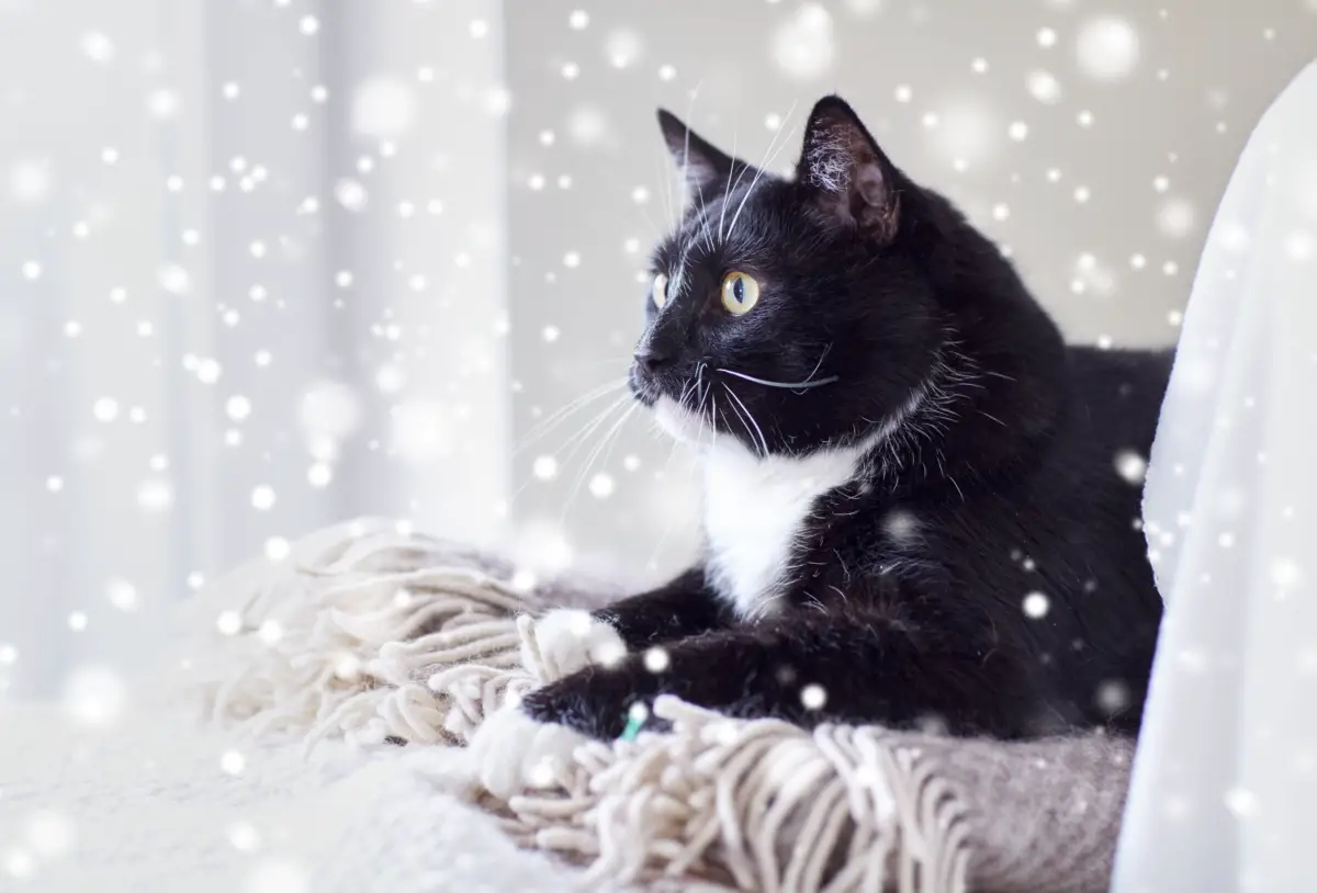 cat lying on blanket at home with snow outsideThe Catnip Times provides safety tips for winter weather