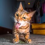 Grendel the cat enjoying catnip