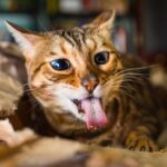 Andrew's Bengal cat, Haroun enjoying catnip