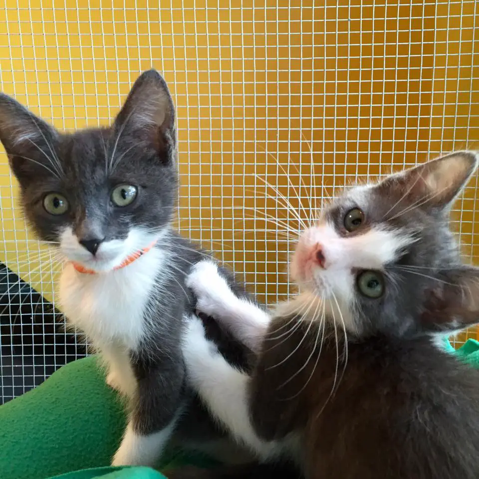 Two adorable kittens