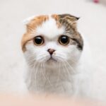 Una the Scottish Fold with a sweet innocent look on her face