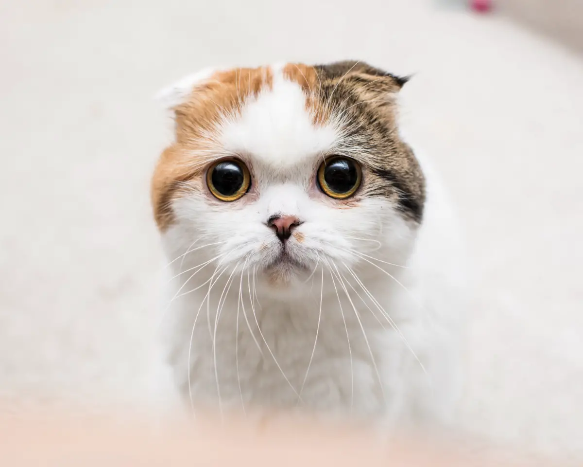 Una the Scottish Fold with a sweet innocent look on her face
