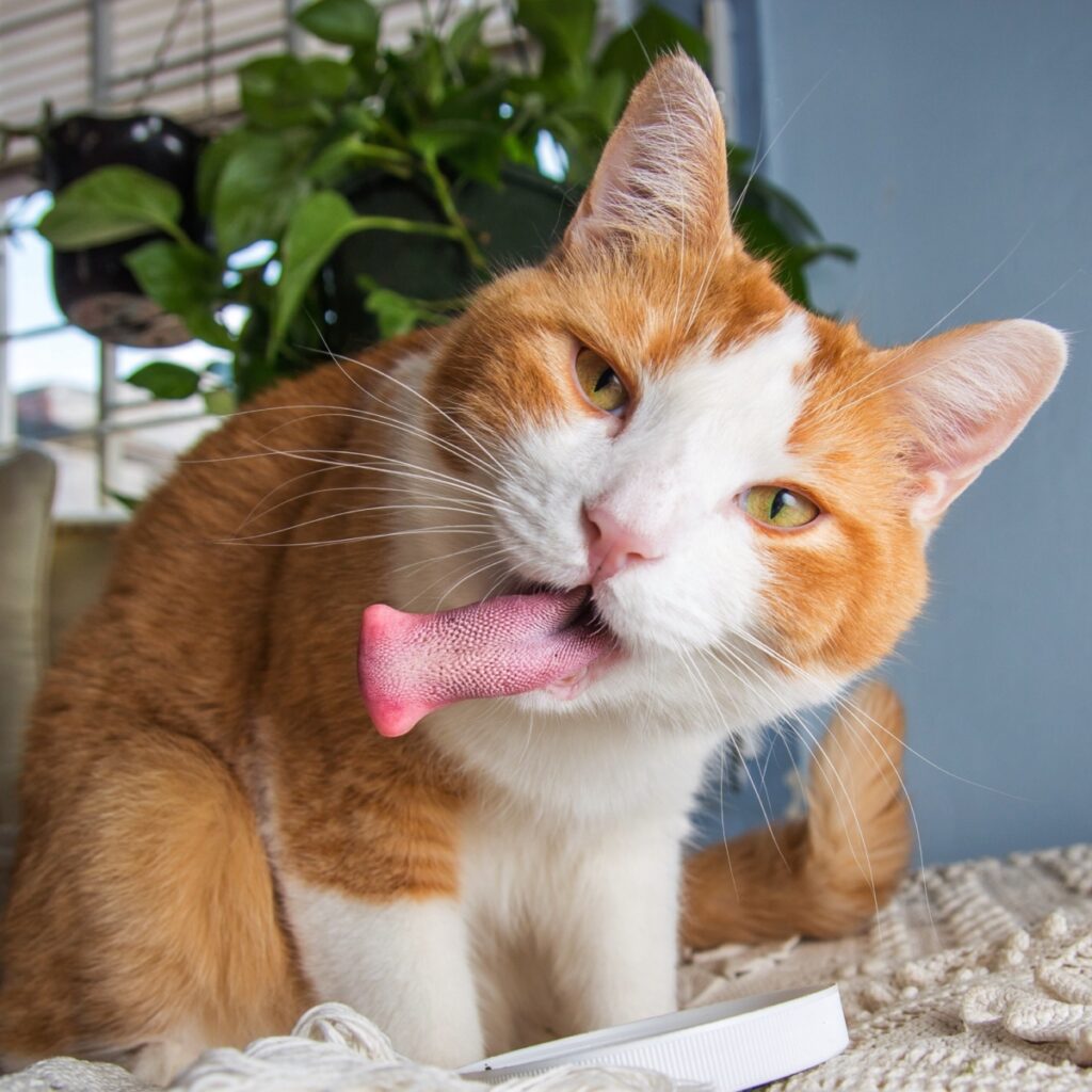 Flaps the cat with tongue out