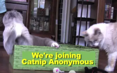 CAT NEW YEAR’S RESOLUTIONS