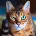 Grendel Bengal Cat Face