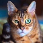 Grendel Bengal Cat Face