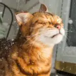 Andrew's cat Grendel shaking off snow in the Winter