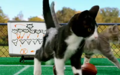 KITTEN BOWL 2016 SNEAK PEAK