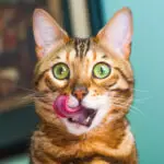 close up of cat tongue licking face