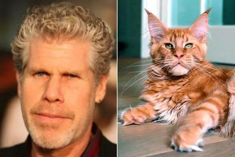 cat that looks like Ron Perlman as reported by The Catnip Times