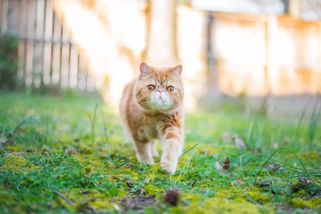 Seamus the cat of the famous cat-duo Seamus & Angus