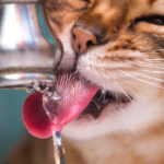 Up close, cat tongue drinking from a faucet