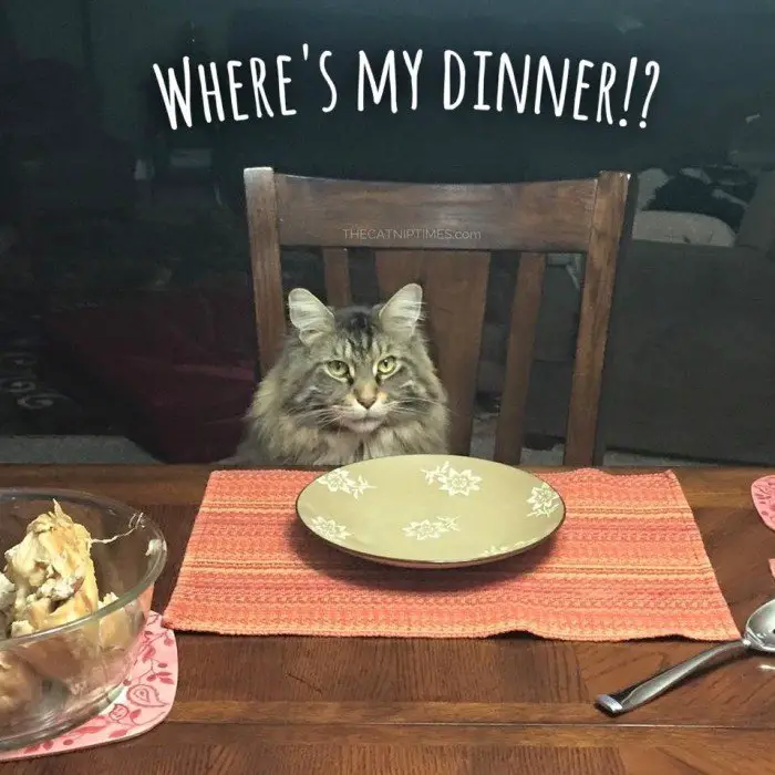 Cat waiting at dinner table for food.