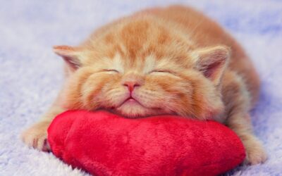 6 WAYS TO BE YOUR CAT’S VALENTINE