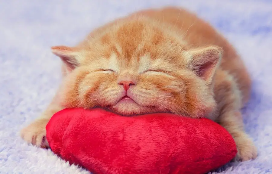 Kitten sleeping on the heart-shaped pillow