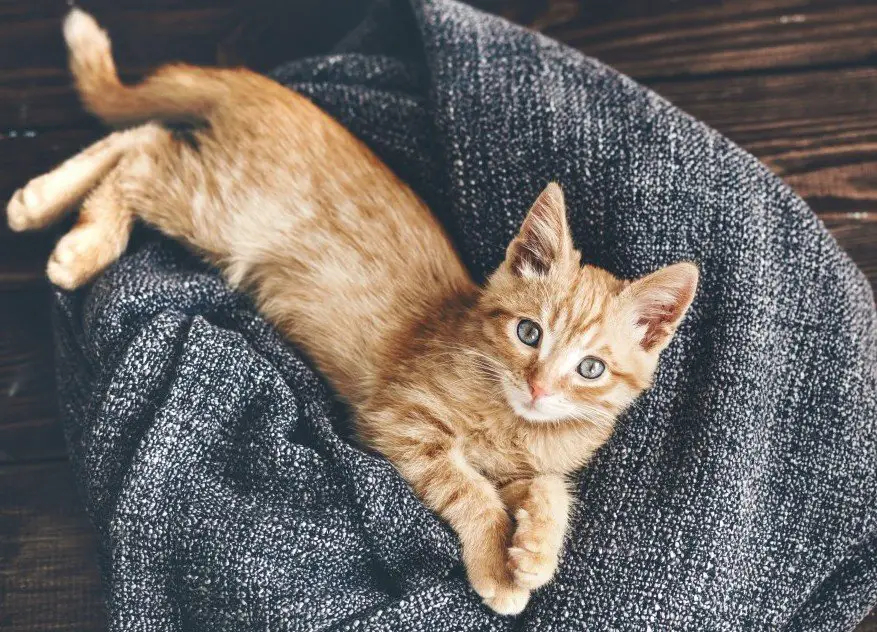 Ginger kitten on a soft gray blanket