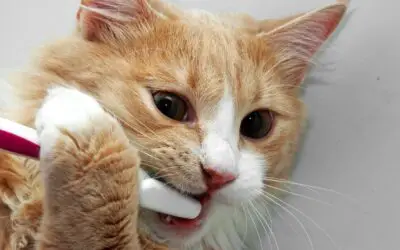 Brushing Your Cat’s Teeth