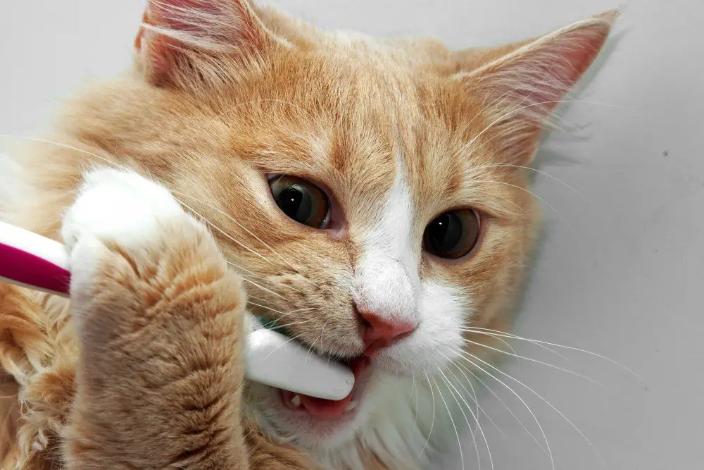 Cat holding toothbrush as The Catnip Times discusses the importance of brushing cat teeth