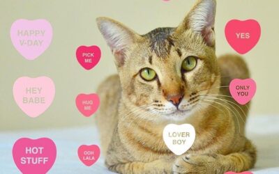 VALENTINE’S DAY FOR CATS [SLIDESHOW]