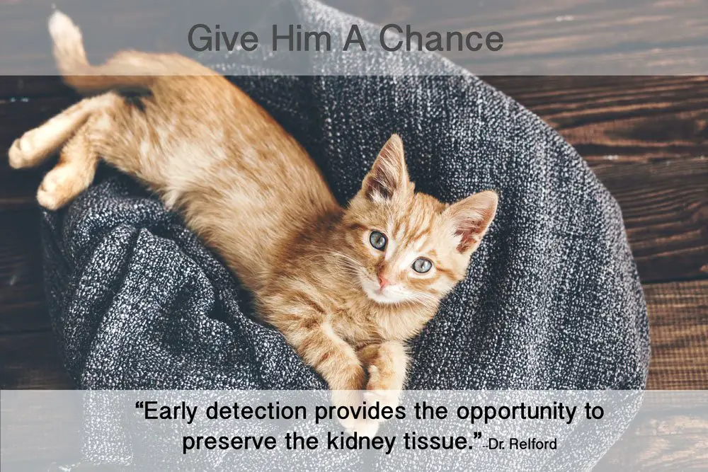 Early Detection for Kidney Disease in cats is critically important