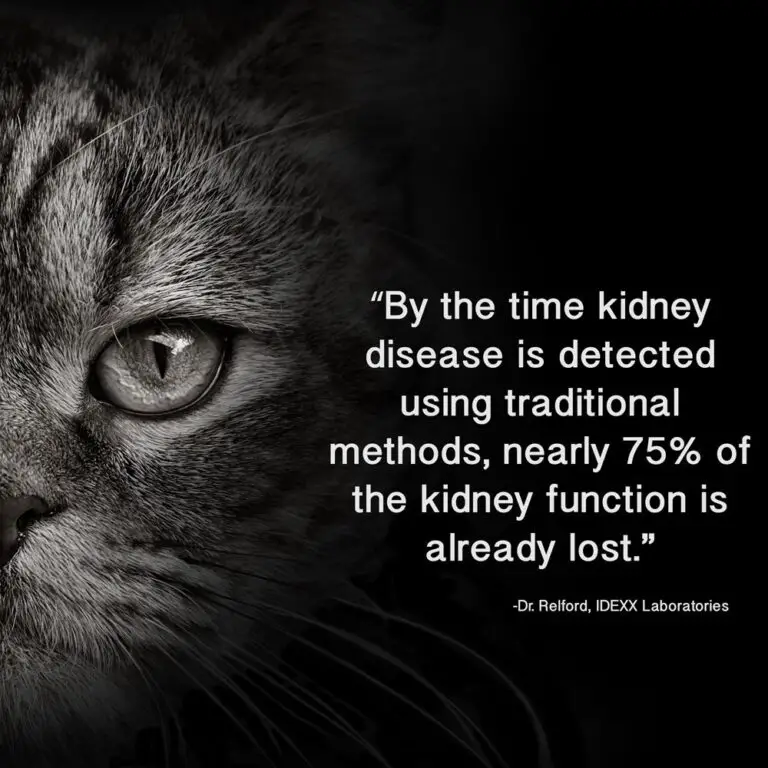 IDEXX SDMA TEST FOR EARLY DETECTION OF KIDNEY DISEASE IN CATS The