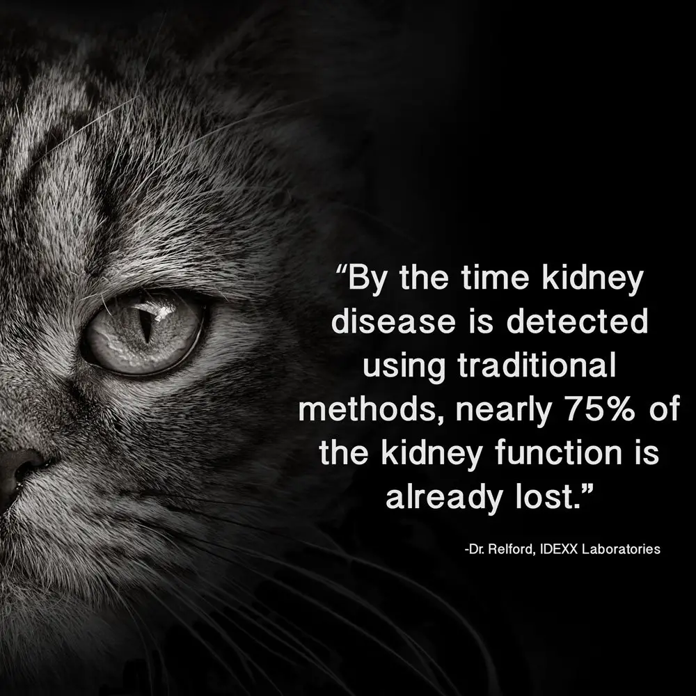 IDEXX Labs SDMA test detects kidney disease in cats faster