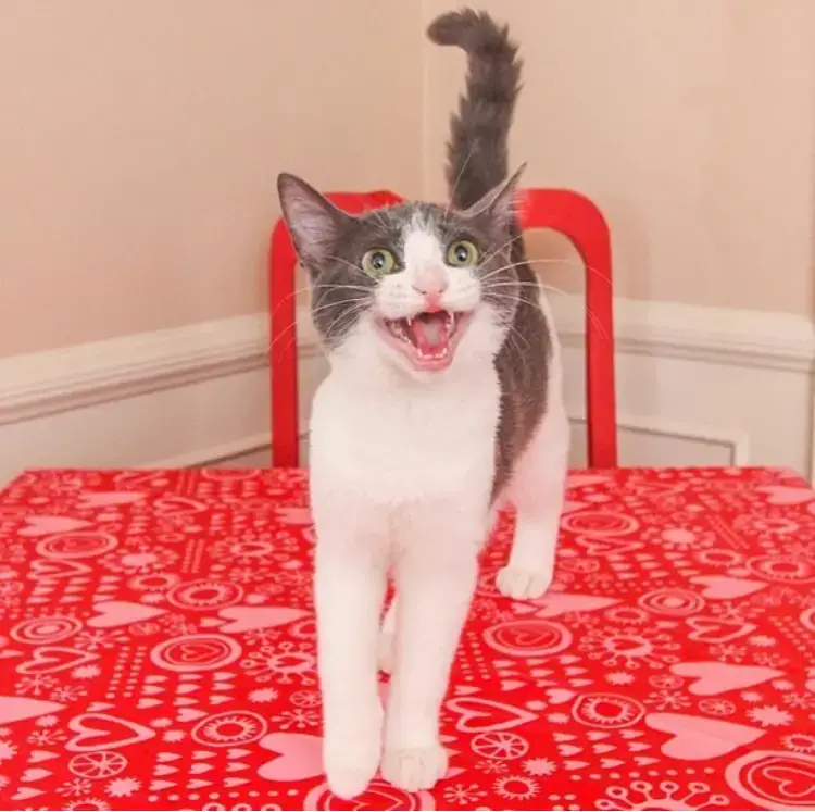 HOW CATS HELP IMPROVE MENTAL HEALTH | The Catnip Times