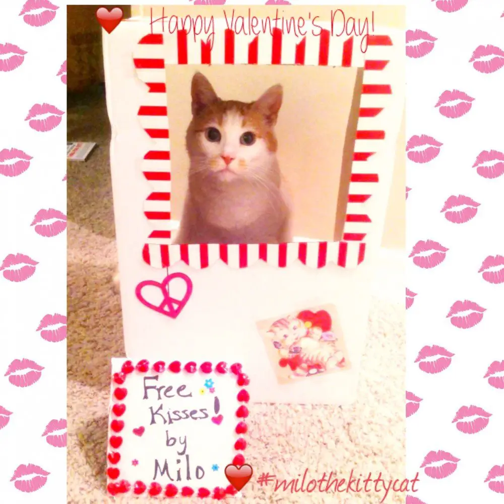 The Catnip Times features Milo The Kitty Cat in his kissing booth for Valentine's Day