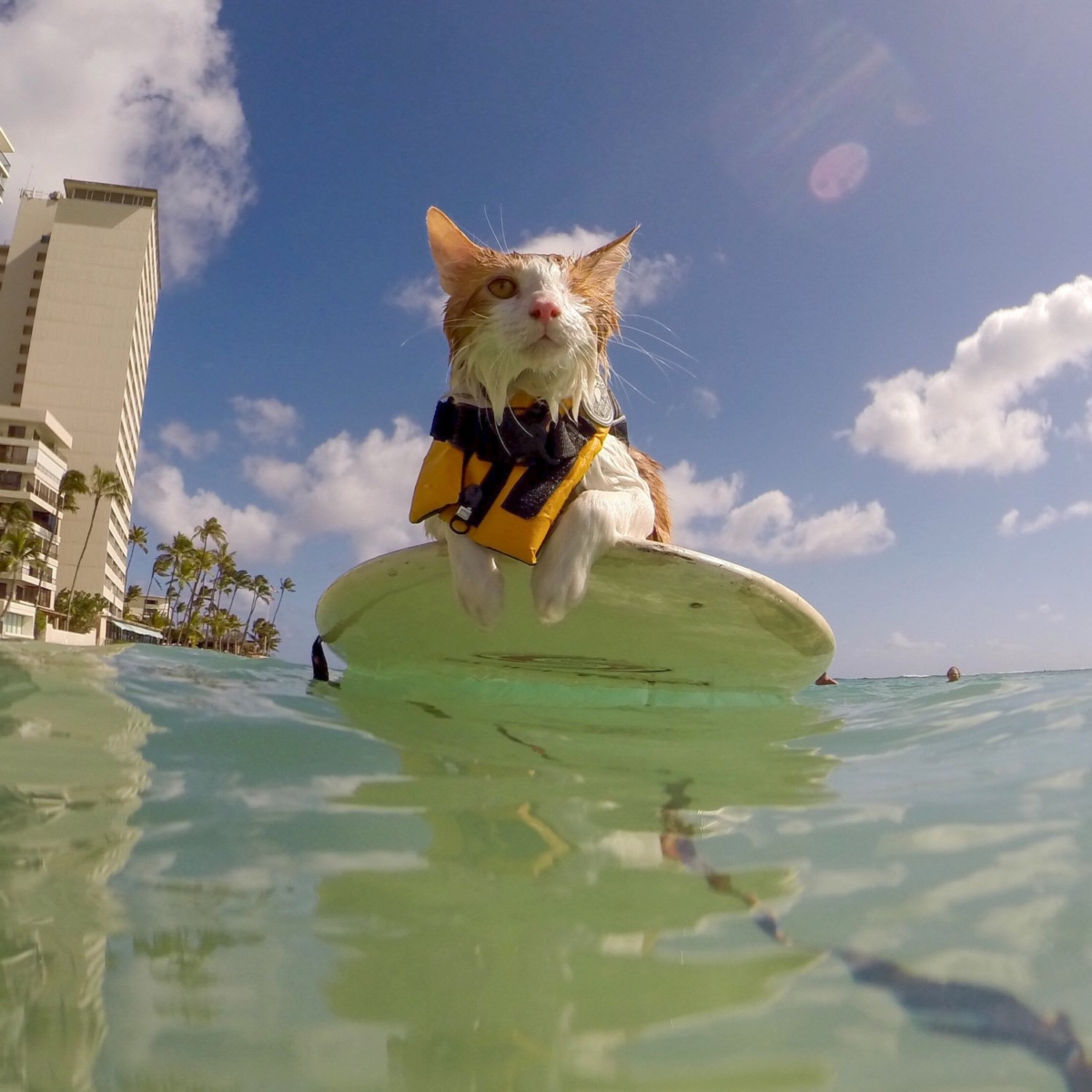 Nanakuli Surfing Cat