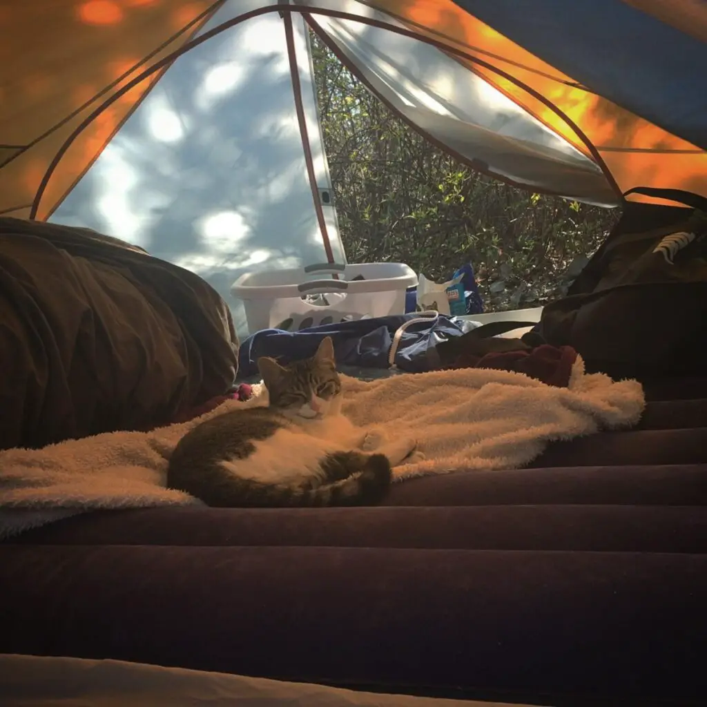 Ren Camping Cat